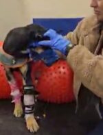 Dog hit by car and treated by Iowa vet students joins graduation ceremony Dog hit by car and treated by Iowa vet students joins graduation ceremony
