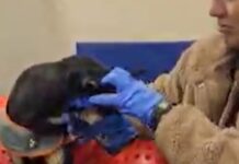 Dog hit by car and treated by Iowa vet students joins graduation ceremony