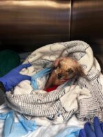 Matted mess found by animal control on side of road ‘worst I’ve seen’ Matted mess found by animal control on side of road ‘worst I’ve seen’