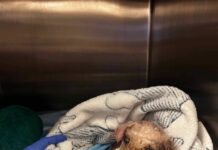 Matted mess found by animal control on side of road ‘worst I’ve seen’