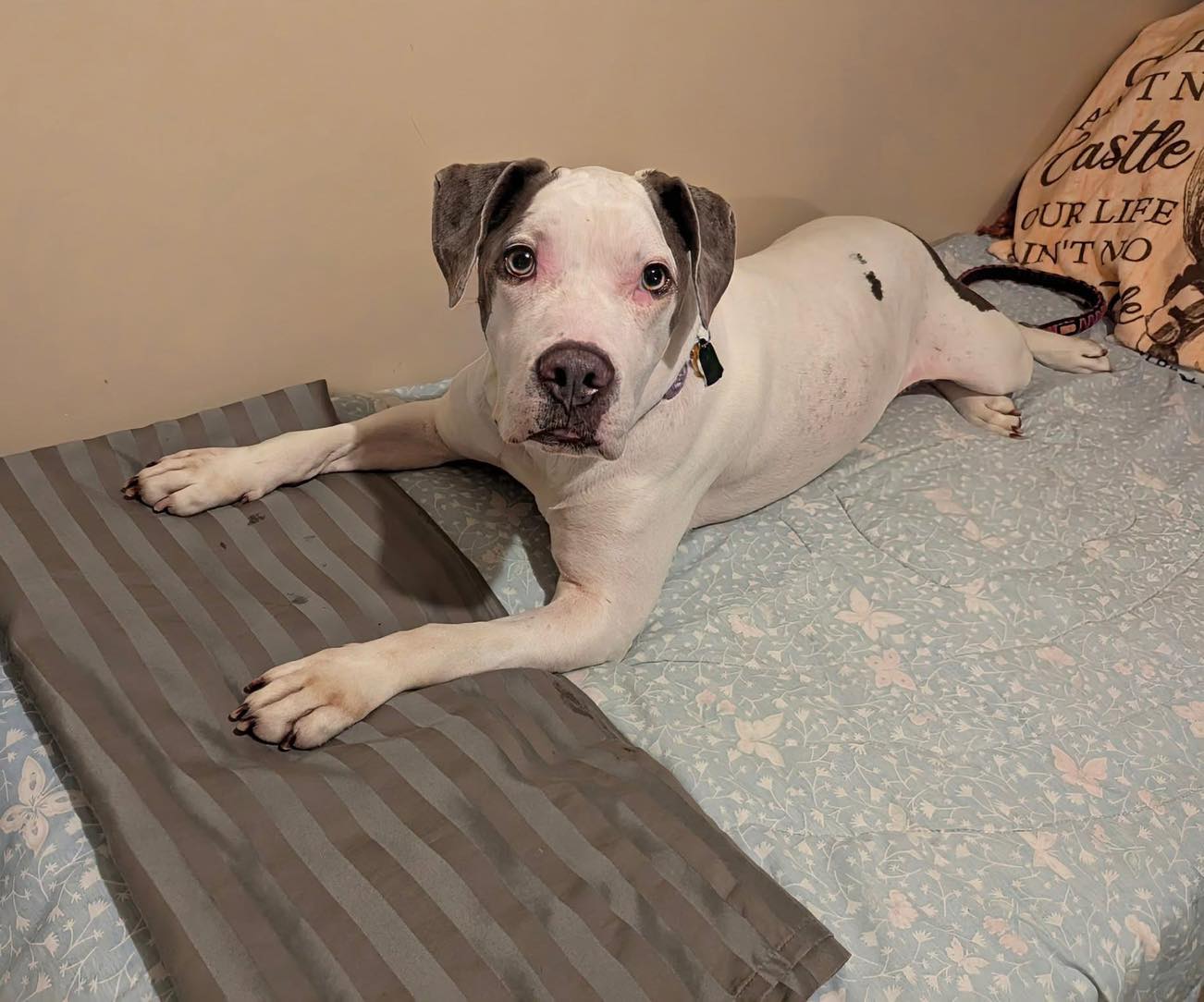 Three years: That’s how long Hope Sindell waited for her happy ending from Philly shelter Three years: That’s how long Hope Sindell waited for her happy ending from Philly shelter