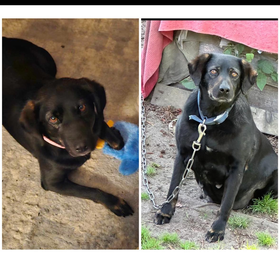 And now she’s loved: Dog left tied to tree for 9 years overjoyed in new home And now she’s loved: Dog left tied to tree for 9 years overjoyed in new home