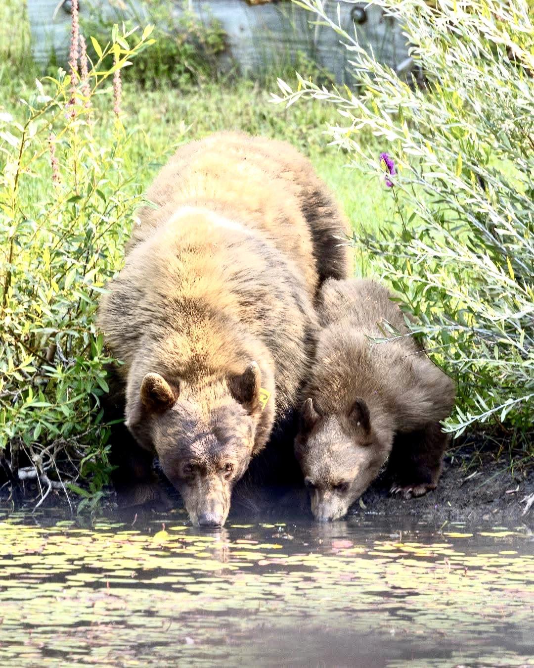 Wildlife advocates in Tahoe fight to keep mom bear Hope and her cub from being killed after false accusation