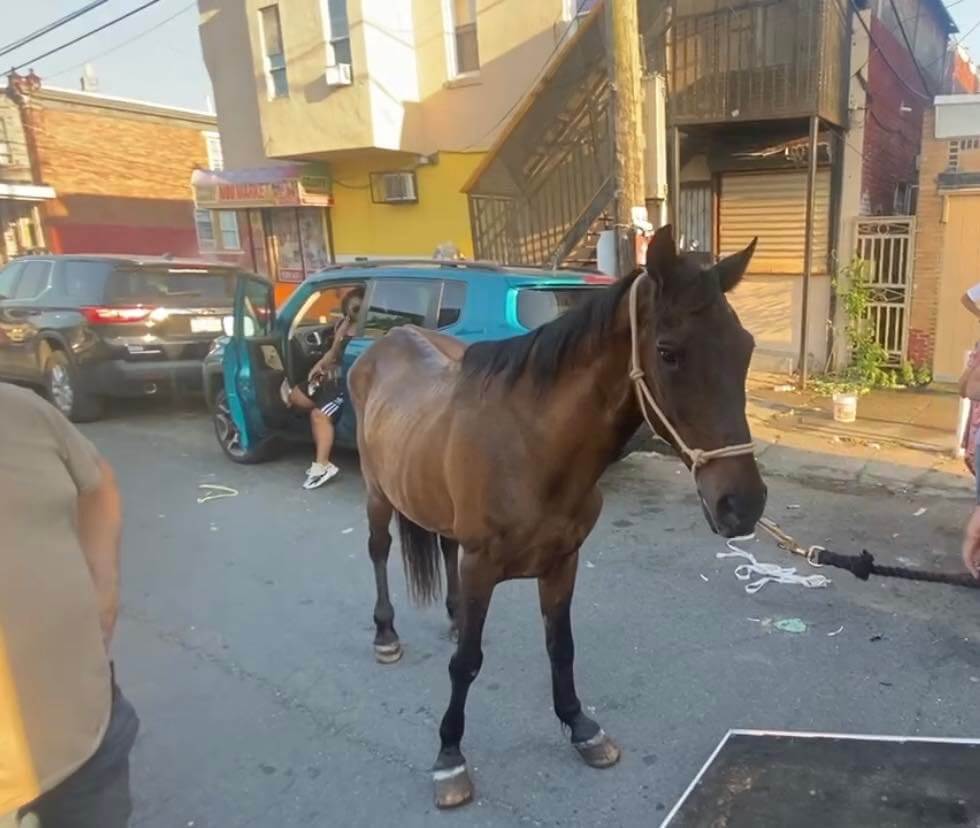 Horse in Phil2