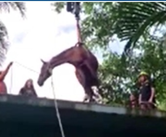 Horse stuck on roof in Brazil lifted to safety with crane