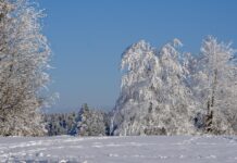 Forest Service rescued last of 20 surviving horses stranded in deep snow