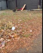 Smallest dog survived Detroit streets more than year after homeless man he loved disappeared