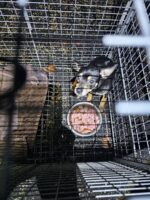 Jack Russell puppies and dogs abandoned in open crate at Swartswood State Park