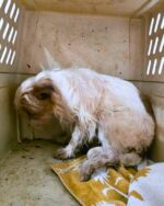 Three dogs deprived of everything needed to survive look forward to amazing futures