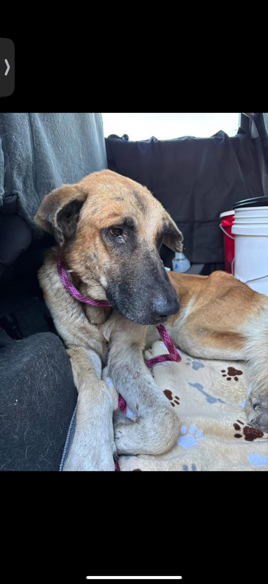 Heartwarming: Rescuers banded together to rescue emaciated shepherd off busy Houston street