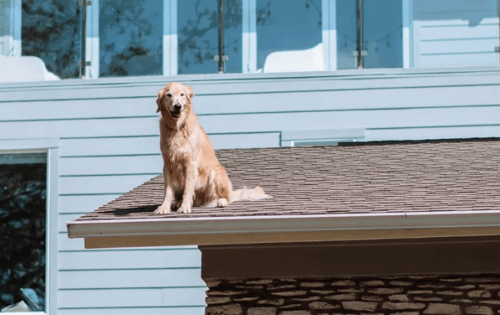 Huck the roof dog