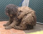 Heartbreaking neglect: L.A. animal shelter gives ‘Humphrey’ makeover