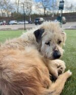 Senior dog ‘too depressed to move’ captures hearts after volunteer offers to cheer him up