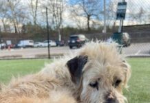 Senior dog ‘too depressed to move’ captures hearts after volunteer offers to cheer him up