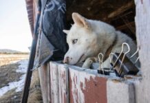 Dozens of maltreated huskies rescued from northern Vermont barn
