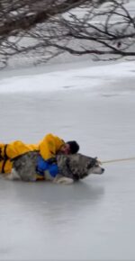Firefighters rushed into icy waters to rescue husky that had fallen into area pond Firefighters rushed into icy waters to rescue husky that had fallen into area pond