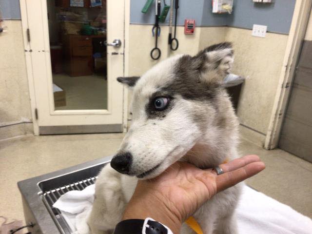 Heartbreaking: 5 month old Husky puppy in crowded shelter slated to lose his life