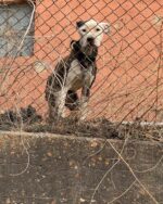 Sweet ‘Igloo’ left chained outside with open wounds in St. Louis’ dangerous weather
