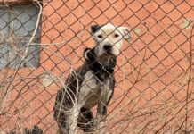 Sweet ‘Igloo’ left chained outside with open wounds in St. Louis’ dangerous weather