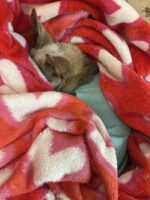 Blind 13-year-old dog dumped at shelter as ‘inconvenience’ saved by compassionate rescue org Blind 13-year-old dog dumped at shelter as ‘inconvenience’ saved by compassionate rescue org