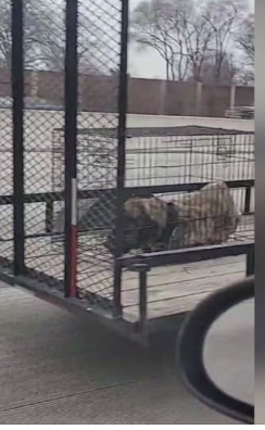 Indiana State Police rescue dog from open trailer appearing to be distressed in viral social media video