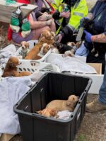 42 tiny dogs rescued from house fire in Indiana