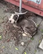 Kindest rescuer on New Year’s Eve covered injured pup in pouring rain with her own sweater as they waited for help