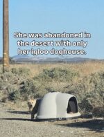 Shepherd abandoned in middle of desert waiting in ‘igloo’ for owner to return Shepherd abandoned in middle of desert waiting in ‘igloo’ for owner to return