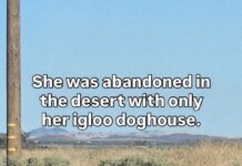 Shepherd abandoned in middle of desert waiting in ‘igloo’ for owner to return