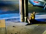 Lost sea lion found wandering streets of San Francisco now in wildlife center care