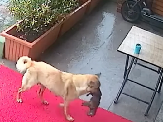 Mother dog brings her ailing puppy to veterinarian to save its life
