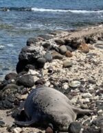 UPDATE 2: Arrogant tourist videoed throwing rock at endangered monk seal ARRESTED UPDATE 2: Arrogant tourist videoed throwing rock at endangered monk seal ARRESTED