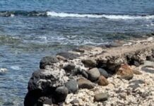 UPDATE 2: Arrogant tourist videoed throwing rock at endangered monk seal ARRESTED
