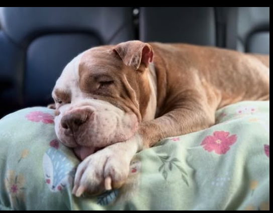 Saddest senior pooch dumped in park wearing diaper with only old dog bed to remind her of her home