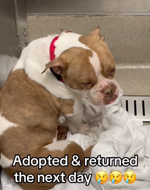 Sadness and confusion reflected in heartbreaking return of shelter dog after just one day