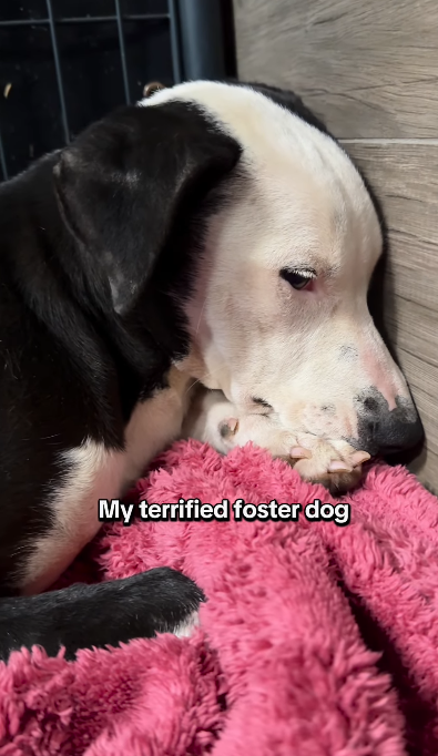 Terrified dog’s first tail wag after 45 days brings hope to her foster mom