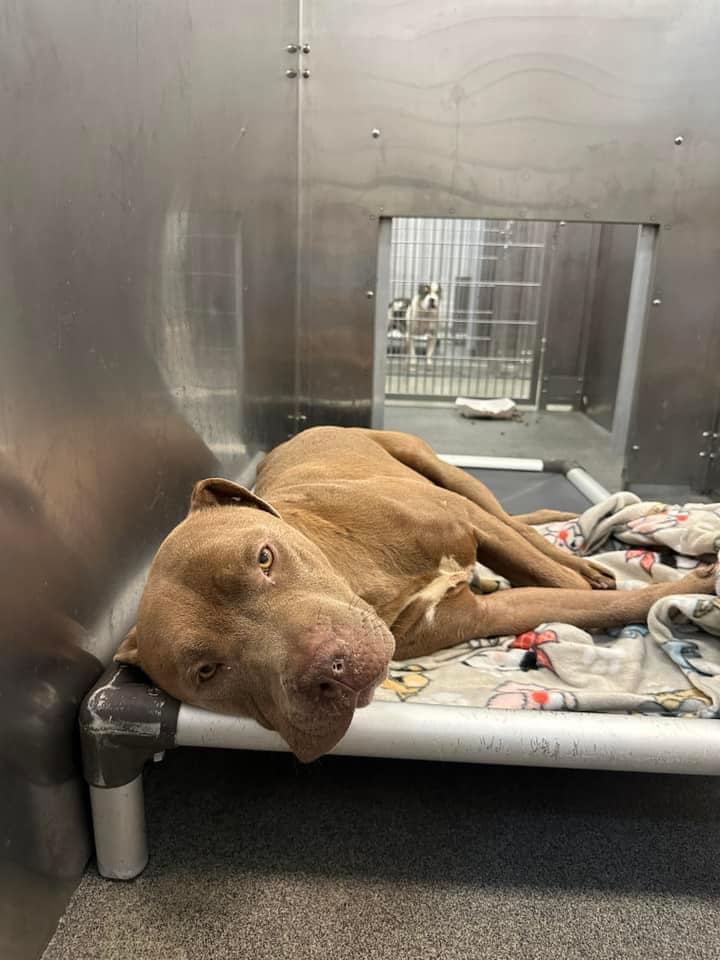 Last minute plea for ‘JJ’: Sweet dog just needs one friend to be his hero