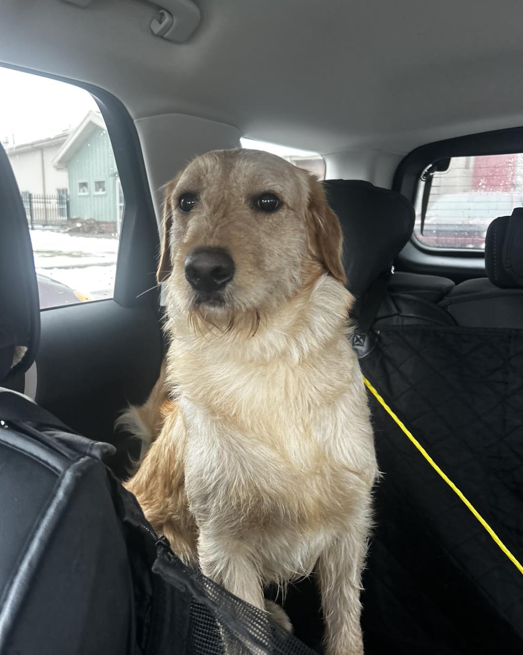 Golden retriever abandoned in parking lot found with frozen fur day after dangerous snowstorm