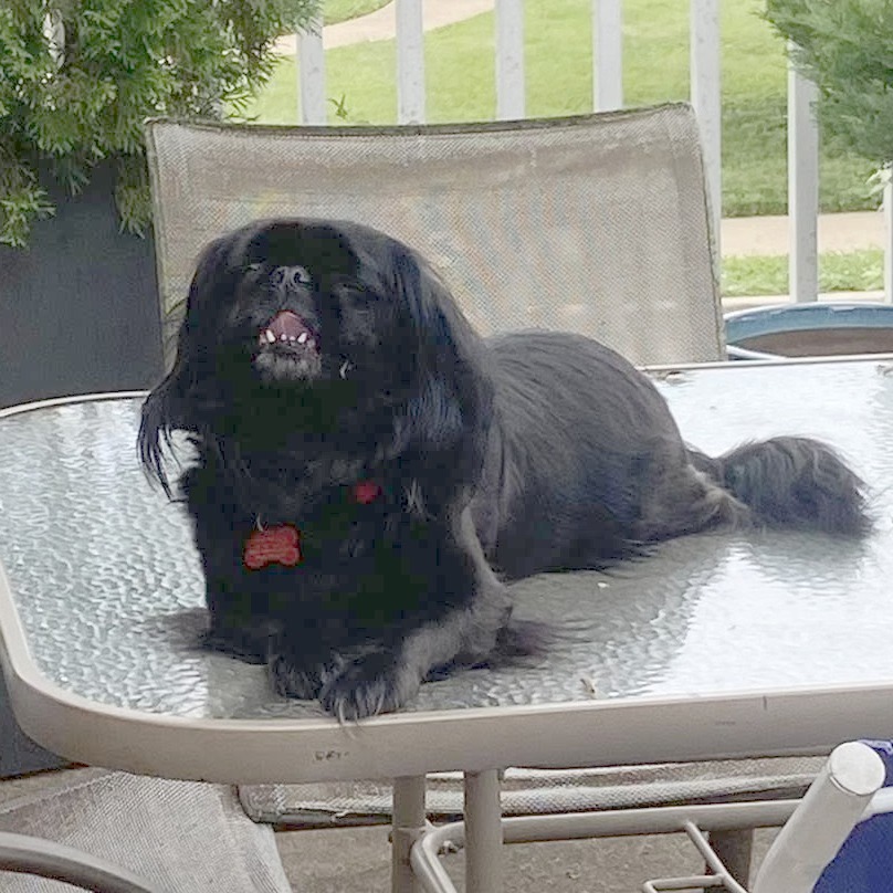 Shelter promotes adoption of hilarious ‘diva’ Pekingese as ‘gremlin just don’t add water’