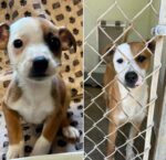 From puppy to adult 365 days in a shelter and still no home