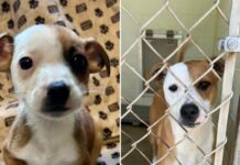 From puppy to adult 365 days in a shelter and still no home
