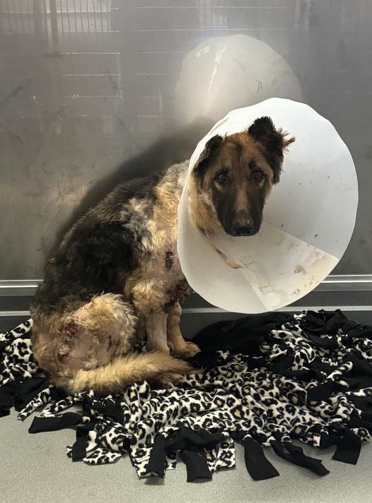 Determined shepherd covered in open wounds surrendered to shelter and near death makes miraculous recovery as his ‘spirit’ echoes love Determined shepherd covered in open wounds surrendered to shelter and near death makes miraculous recovery as his ‘spirit’ echoes love