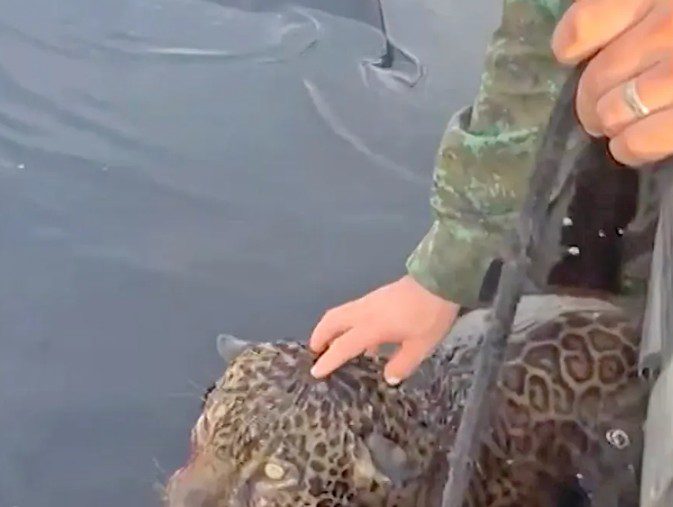 Wounded jaguar spotted in Brazil river fighting to stay afloat rescued by police as cat clung to life preserver