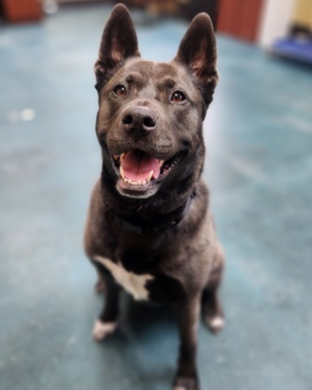 Three days after sweetest dog adopted she was abandoned on Kansas street with heartbreaking note Three days after sweetest dog adopted she was abandoned on Kansas street with heartbreaking note