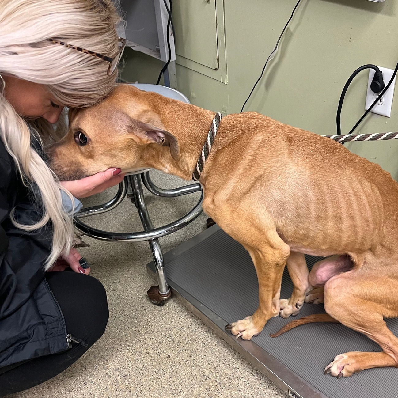 Severely malnourished dog with visible ribs and hip bones but her eyes stare right into her rescuers’ souls