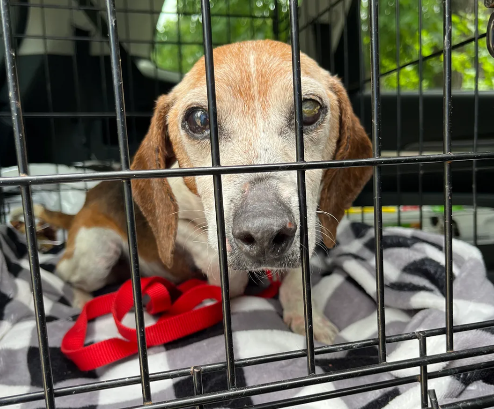Frail senior beagle found lying on side of road barely alive lifted his head when animal control officer approached Frail senior beagle found lying on side of road barely alive lifted his head when animal control officer approached