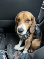 Meet James the beagle who is no longer ‘YPP5’ Meet James the beagle who is no longer ‘YPP5’