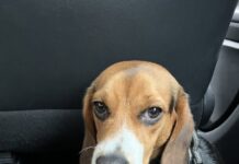 Meet James the beagle who is no longer ‘YPP5’