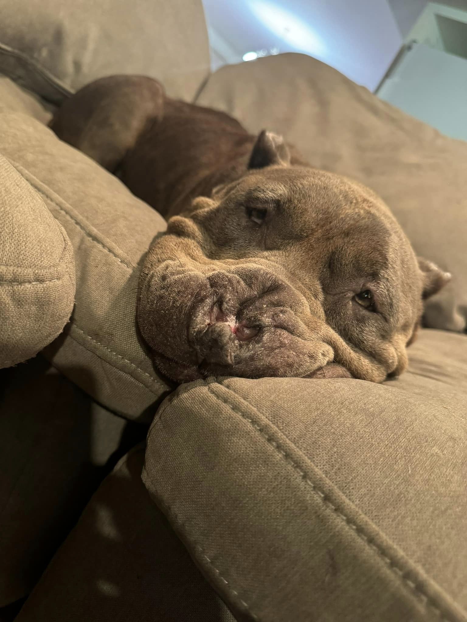Dog with deformed nose slated to be put down at Baltimore shelter finds special connection with her rescuer Dog with deformed nose slated to be put down at Baltimore shelter finds special connection with her rescuer
