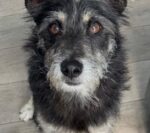 Young dog shot and abandoned rescued by Good Samaritan